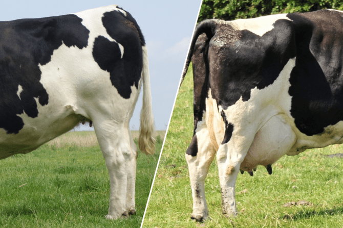unterschied-normale-kuh-turbo-milchkuh
